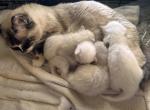 Novaa - Ragdoll Kitten For Sale - 