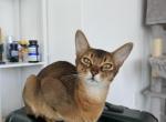 Kitten C Litter 2 - Abyssinian Kitten For Sale - Brooklyn, NY, US