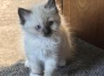 Emily - Ragdoll Kitten For Sale - 