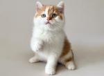CATTYDAYOFF The Orange of kingdom - British Shorthair Kitten For Sale - 
