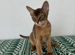 Kitten E Litter 3 - Abyssinian Kitten For Sale