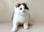 Available Playful quality kittens - British Shorthair Kitten For Sale - 