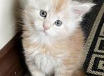 Daisy - Maine Coon Kitten For Sale - WA, US