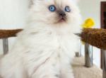 Richi Scottish - Scottish Straight Kitten For Sale - Brooklyn, NY, US