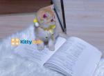 Candy sweet girl - British Shorthair Kitten For Sale - 