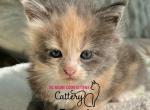 Princes litter - Maine Coon Kitten For Sale - 