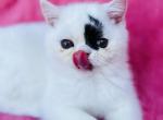 Allen - Exotic Kitten For Sale - OH, US
