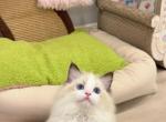 Perfect seal bicolor Girl - Ragdoll Kitten For Sale - 
