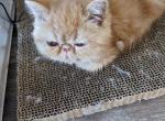 Exotic Shorthair Teacup Female Red Kitten Two - Exotic Kitten For Sale - Brooklyn, NY, US