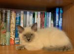 Willow - Ragdoll Kitten For Sale - Lebanon, PA, US