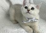 Shadow - British Shorthair Kitten For Sale - 