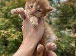 Nikita - Maine Coon Kitten For Sale - Cookeville, TN, US