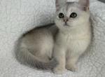 Spike - British Shorthair Kitten For Sale - 