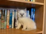 Cleo - Ragdoll Kitten For Sale - Lebanon, PA, US
