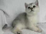Eli - British Shorthair Kitten For Sale - Soap Lake, WA, US