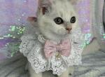Zoe - British Shorthair Kitten For Sale - 