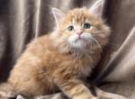 Midas - Maine Coon Kitten For Sale - Cookeville, TN, US