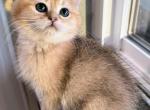 Casper - British Shorthair Kitten For Sale - 