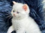 A - Scottish Fold Kitten For Sale - WA, US