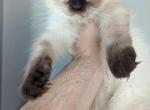Hanson - Ragdoll Kitten For Sale - NY, US