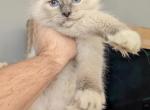 Jojo - Ragdoll Kitten For Sale - NY, US