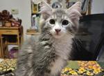 Peaches - Maine Coon Kitten For Sale - Van Horne, IA, US