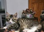 Magellan - Maine Coon Kitten For Sale - Van Horne, IA, US