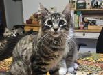 Roxie - Maine Coon Kitten For Sale - Van Horne, IA, US