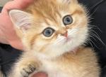 Simba - British Shorthair Kitten For Sale - Englewood, CO, US