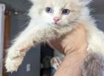 Geralt Lilac bicolor - Ragdoll Kitten For Sale - NY, US