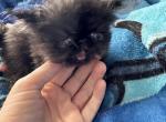 Sugars babies - Persian Kitten For Sale - Clarksville, TN, US