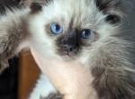 Raina seal point - Ragdoll Kitten For Sale - NY, US