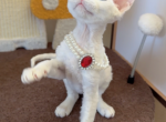 Suesue - Devon Rex Kitten For Sale - San Jose, CA, US