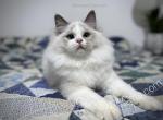 Michelob - Ragdoll Cat For Sale - Tuscaloosa, AL, US