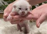 Snow seal lynx - Bengal Kitten For Sale - West Terre Haute, IN, US