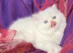 Beautiful all white dollface persian female - Persian Kitten For Sale - San Jose, CA, US