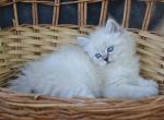 Quence - Siberian Kitten For Sale - Norwalk, CT, US