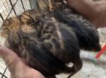 New Bengal Kitten Litter - Bengal Kitten For Sale - 