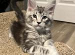Blue Boy - Maine Coon Kitten For Sale - Land O' Lakes, FL, US