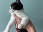 Oreo - Scottish Straight Kitten For Sale - Elmira, NY, US