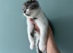 Banana - Scottish Fold Kitten For Sale - Elmira, NY, US