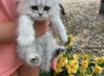 Chinchilla girl - Persian Kitten For Sale - Creighton, MO, US