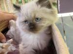 Female Ragdoll Kitten Bright Blue Eyes - Ragdoll Kitten For Sale - Westborough, MA, US