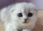 Oscar - Scottish Fold Kitten For Sale - 