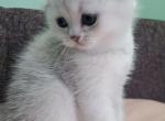 Oscar - Scottish Fold Kitten For Sale - Brooklyn, NY, US