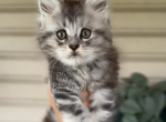 Phil - Maine Coon Kitten For Sale - Coldwater, OH, US