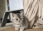 Scottish straight girl - Scottish Straight Kitten For Sale - Tukwila, WA, US