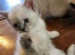 SIAMESE KITTEN - Siamese Kitten For Sale - The Bronx, NY, US