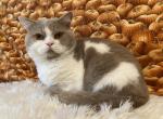 British shorthair - British Shorthair Kitten For Sale/Service - 