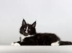 Valetta - Maine Coon Kitten For Sale - Miami, FL, US